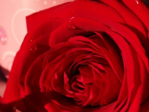 rose rosée Saint Valentin