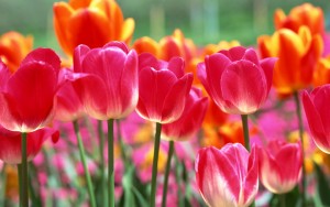 sejour printemps