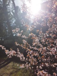 prunier en fleur printemps 2017
