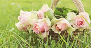 Panier de roses dans un champ pour la fête des mères
